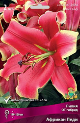 Лилия Африкан Леди (от-гибрид) 12/14 (5шт./уп.) (Солн.сад)