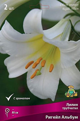 Лилия Ригейл Албум (трубч.,) 12/14 (3шт./уп.) (Солн.сад)