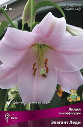 Лилия Элегант Леди лонгифлорум 12-14 (2шт./уп.) (Солн.сад)