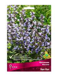 Котовник Фассена КитКэт ( (1шт./уп.) (Солн.сад)