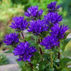 Колокольчик скученный Одесса Блу (1шт./уп.) (Солн.сад)