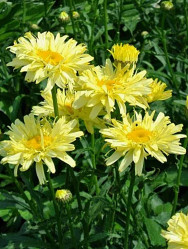 Нивяник великолепный Голдсмит (Солн.Сад)