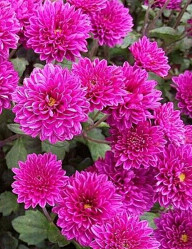 Хризантема корейская Виталина (1шт./уп.) (Солн.сад)