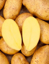 Картофель сем. Садон (суперэлита) (2кг./уп.) Новинка!