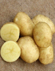 Картофель сем. Спринтер (суперэлита) (2кг./уп.) новинка!