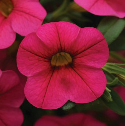 Калибрахоа Calipetite Rose (P9/12)