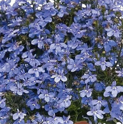 Лобелия Bella Lavander (P9/12)