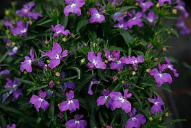 Лобелия Bella Purple (P9/12)