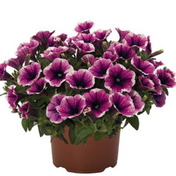 Петуния Sweetunia Purple Gem (амп.фиолет) (P9)