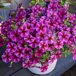Петхоа Beautical Rose Star (P9)