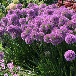 Лук декоративный Миллениум (Солн.сад)