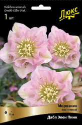 Морозник восточн. Дабл Элен Пинк (Солн.сад)