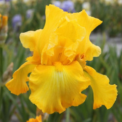 Ирис бородатый Голден Эппл (1шт./уп.) (Солн.сад)