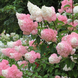 Гортензия метельчатая Строберри Блоссом (30/50, с15) кфх
