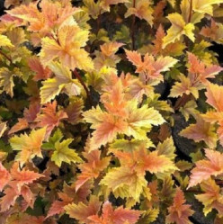 Пузыреплодник калинолистный Меджик Болл (60/80, с15) кфх