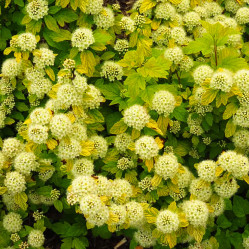 Пузыреплодник калинолистный Дартс Голд (60/80, с35, Шар) кфх