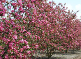 Яблоня декоративная Мокум (кустовая форма, с15) П.