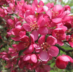 Яблоня декоративная Прайри Файр (кустовая форма, с15) П.