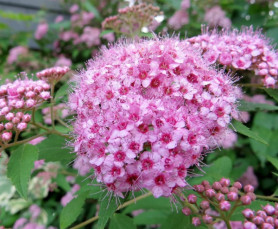 Спирея березолистная Пинк Спаклер (с2) П.