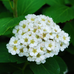 Спирея березолистная Тор (с2) П.