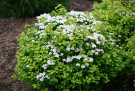 Спирея березолистная Тор Голд (с2) П.