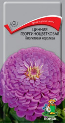 Цинния Фиолетовая королева однол. 0,4гр. (Поиск)