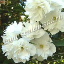 Жасмин садовый (чубушник) Вёджинэл Поиск