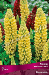 Люпин многол. Шандэлье (1шт./уп.) (Солн.сад)