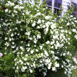 Жасмин садовый (чубушник) Букет Бланк Поиск