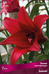 Лилия Дивайн (лонгифлорум, сиренев.) 14/16 (2шт./уп.) (Солн.сад/10)