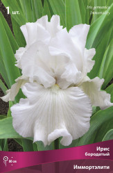 Ирис бородатый Иммотэлити (снежно-белый) (1шт./уп.) (Солн.сад)