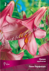 Лилия Пинк Перфекшн (трубч.) 14/16 (2шт./уп.) (Солн.сад)