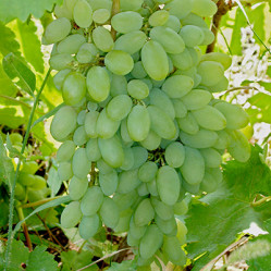 Виноград Тимур Поиск
