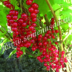 Смородина красн. Щедрая (ранний,светло-красн.) Поиск