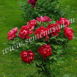 Пион древовид. Алые паруса Поиск