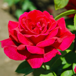 Роза чайно-гибридная Крайслер Империал (темно-красн.) (с3,5) П.
