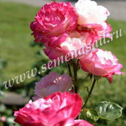 Роза чайно-гибридная Диз (бело-роз.) (V3,5л) П
