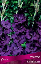 Гладиолус Блек Вельвет 10/12 (10шт./уп.) (Солн.сад)