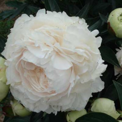 Пион молочноцветковый Соланж (1шт./уп.) (Солн.сад)