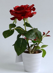 Роза в кашпо 1 цветок красная (PFH13053-11 BA490) 16-0067