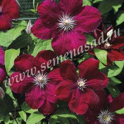 Клематис крупноцв. (капер) Руж Кардинал (красн.) Поиск