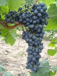 Виноград Аттика (оч.ранн.,фиол.,овал.,бесем.) Поиск