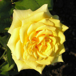 Роза чайно-гибридная Ландора (желт.) (с3,5) П.