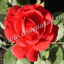 Роза канадская плетист. Генри Келси (ярко-красн.,полумахр.,в.4м.) (с3,5) П.