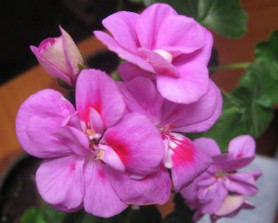 Пеларгония зональная Green Idols Rose with Eye (P9/12)