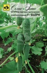 Огурцы Бьёрн F1 5шт.(Семко)
