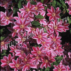 Клематис крупноцв. (капер) Доктор Раппел (темн розов-карминов) Поиск