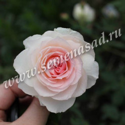 Роза канадская парк. Модэн Блаш (бело-роз.,махр,0,7-1м.) (V-3,5л) П.