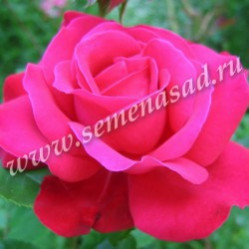 Роза чайно-гибридная Дам де Кер (с3,5) П.