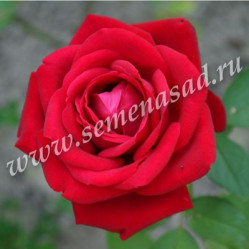 Роза чайно-гибридная Софи Лорен (красный) (V3,5л) П.